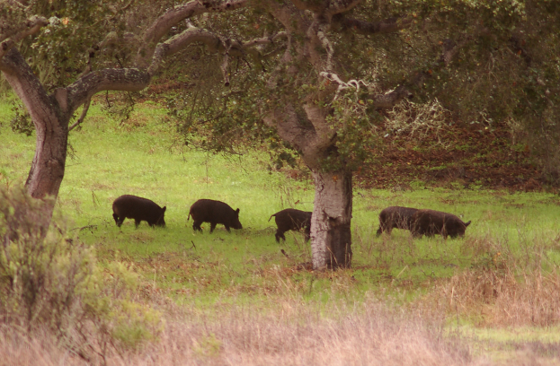 Eine Wildschweinherde grast auf einer grünen Wiese umgeben von Bäumen und Pflanzen.