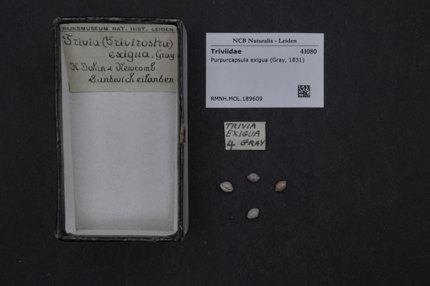 Eine Schachtel mit einem Etikett steht auf einem Tisch neben einem Blatt Papier, das mit "Trivia Exigua 4 Gray" beschriftet ist und einen Text sowie einen Barcode enth├Ąlt.