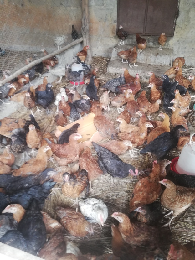 Große Gruppe von Hühnern in einem Maschendrahtzaun mit einer Tür in einer Wand, einschließlich eines Eimers mit Hennen auf der rechten Seite.