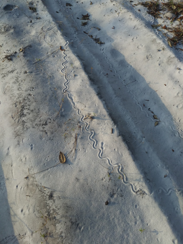 Schneebedeckter Boden mit einer sichtbaren Reifenspur, die sich durch trockenes Laub und Gras schlängelt.