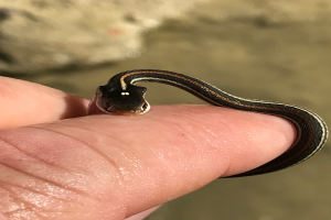Eine kleine Schlangenart windet sich um einen Finger einer Person, mit einem unscharfen Hintergrund.