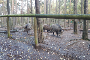 Eine Gruppe von Wildschweinen in einem eingezäunten Bereich, umgeben von Bäumen unter einem klaren blauen Himmel, mit trockenen Blättern auf dem Boden.