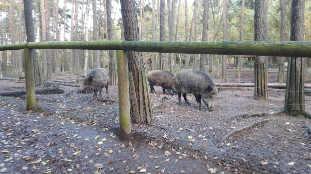 Eine Gruppe von Wildschweinen in einem eingezäunten Bereich, umgeben von Bäumen unter einem klaren blauen Himmel, mit trockenen Blättern auf dem Boden.