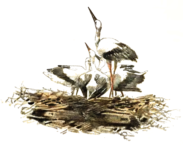 Ein detailliertes Gemälde von zwei Störchen, die auf einem Nest aus Zweigen und Gras stehen, mit langen Hälsen und Schnäbeln vor einem weißen Hintergrund.