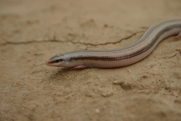 Kleiner blinder Blindschleiche mit hellbraunem Körper, dunkleren braunen Streifen, schwarzen Augen und züngelnder Zunge auf erdiger Boden.